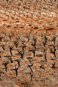 Mexico's Valle de Guadalupe wine growing region